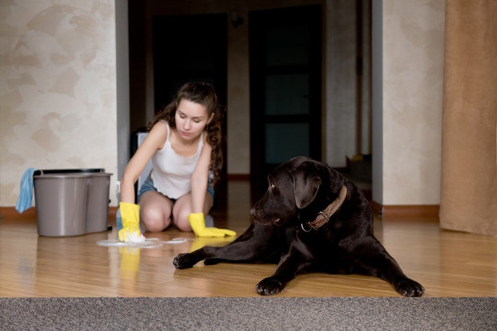 Cleaning pet stains from a hardwood floor in Westchester County, NY
